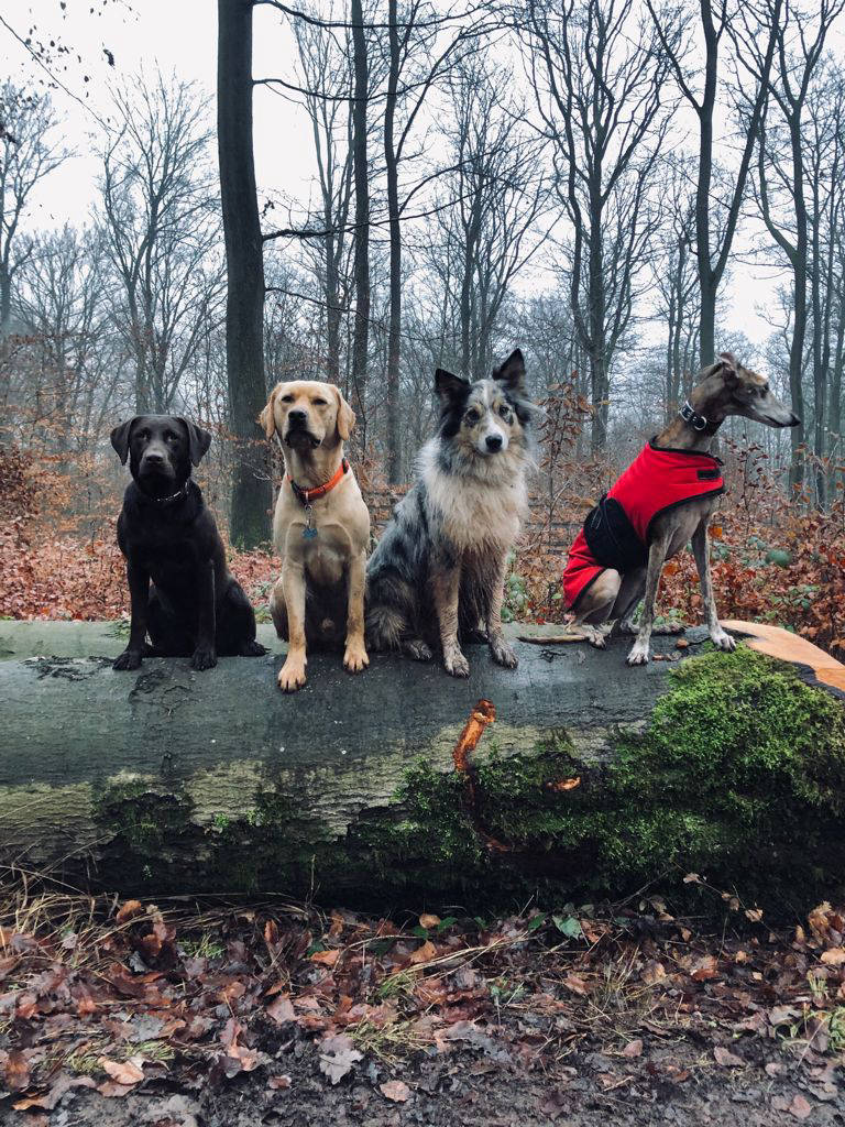 Ben labrador und seine Freunde